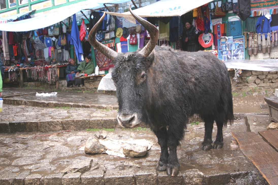 Friendly Yak, Doing Some Shopping in Namche Bazaar